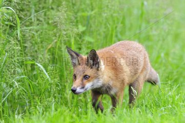 Red Fox cub careful England