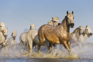 White Camargue horses running in swamp Camargue France