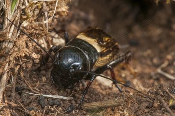 Field Cricket in its burrow Lawn limestone France