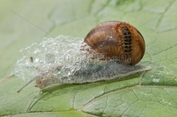 Yellowish rile hairy larva parasitizing a Snail France