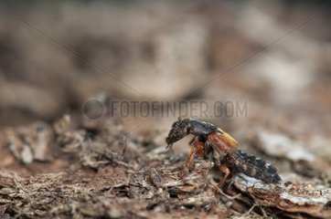 Rove Beetle on ground in a garden Lorraine France