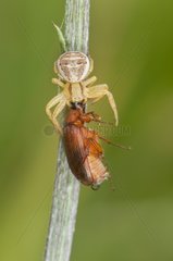 Crab spider capturing a Chafer Alsace France