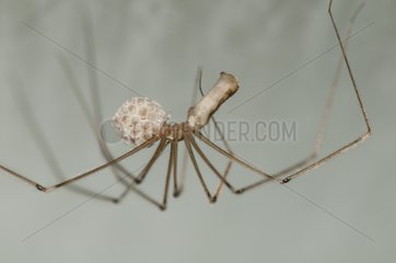 Female Cellar Spider carrying her cocoon France