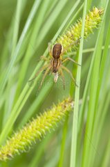 Raft Spider and prey Defile de Straiture Vosges France