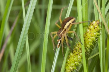 Raft Spider and prey Defile de Straiture Vosges France
