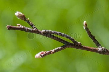 Stick Caterpillar on twig Bog Artimont Vosges