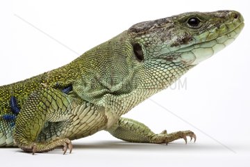 Portrait of an Ocellated Lizard in studio