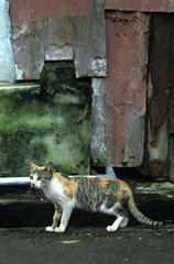 Cat near rusted sheet steel Burma