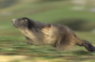 Portrait de Marmotte des Alpes France