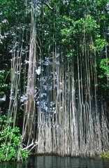 Aerial roots falling into the Black River Jamaica