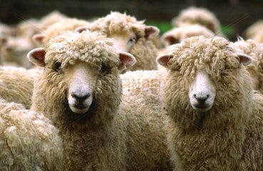 Purebred sheep wool to South Island New Zealand