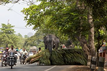 Bikes and Elephant to work in a street Kerala India