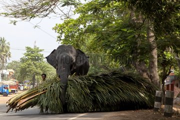 Elephant to work in a street Kerala India