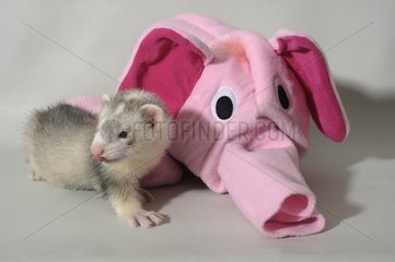 Ferret about a toy fabric