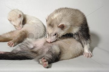 Ferret grooming themselves