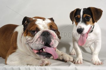 English Bulldog and Jack Russell terrier