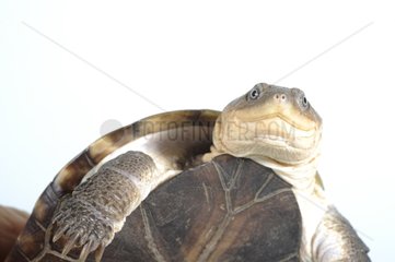 Portrait of a Helmeted turtle