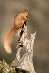 Red squirrel perched on a dead branch at spring Scotland