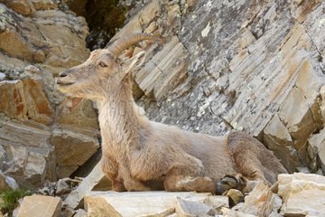 Alpine Ibex resting Hautes-Alpes France