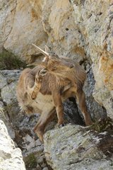 Ibex scratching its ear Hautes-Alpes France
