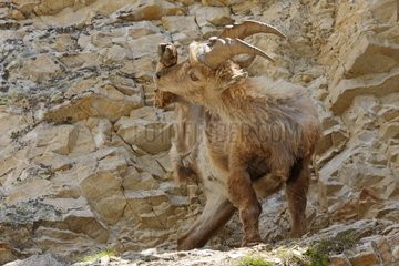 Ibex scratching its snout Hautes-Alpes France