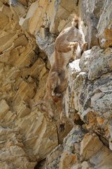 Ibex going down a cliff Hautes-Alpes France