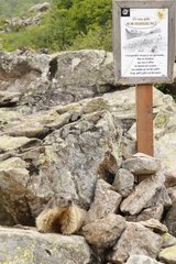 Marmotte at the foot of an information panel Ecrins NP