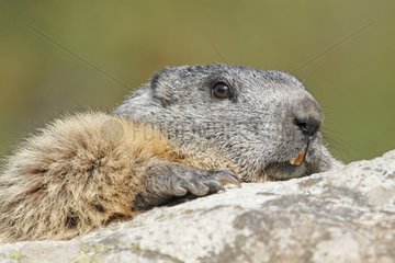 Portrait of an Alpine Marmot in the Ecrins NP France