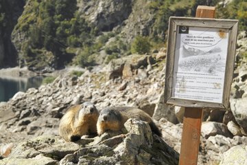 Marmotte at the foot of an information panel Ecrins NP