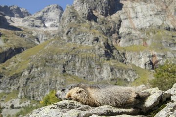 Alpine Marmot on the rocks in the Ecrins NP France