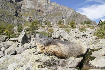 Alpine Marmot basking in the Ecrins NP France