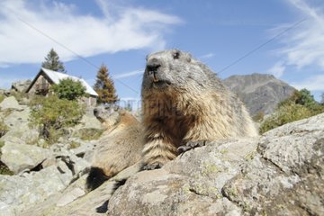 Alpine Marmots lying on rocks in the Ecrins NP France
