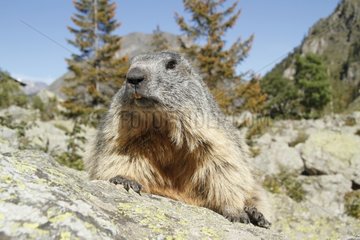 Alpine Marmot lying on the rock in the Ecrins NP France