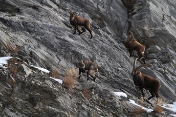 Alpine ibex wintering area in the Maurienne in France