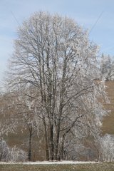 Tree under the ice in the Buisse in Isere France