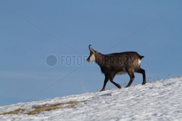 Northern Chamois in winter coat walking on snow France