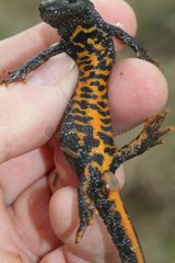 Underside of a female Northern Crested Newt Isere France