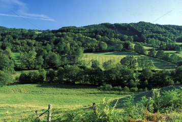 Hedged Farmland in Allier