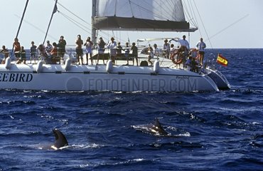 Beobachtungssegel der Cetacean im Mittelmeer
