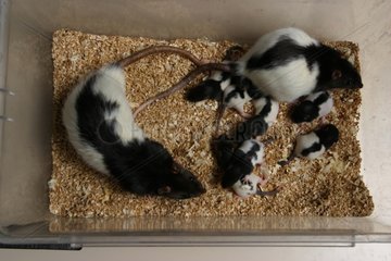 Unterschiedliche Phänotypen bei Ratten