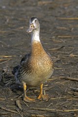 Mulard duck