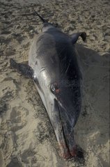 Delphin starb am Strand in Arcachon Frankreich