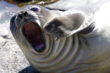 Portrait of an Elephant seal yawning in Falkland Islands