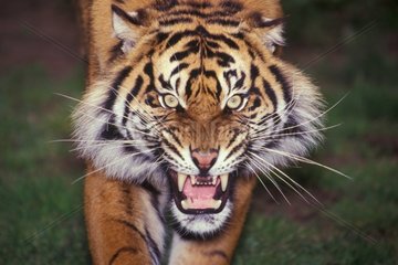 Portrait de tigre Asie