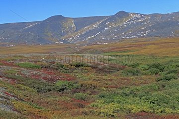 Montagne et toundra en automne Yukon Canada
