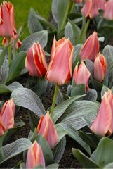 TULIPA GREIGII 'CALYPSO'