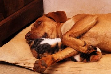 Schlafhaus Muschi in den Beinen eines Hundes