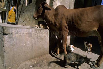 Cats near a cow in the street India