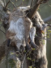 Red fox corpse shot by a hunter in a tree France