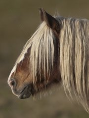 Portrait of Comtois Horse in meadow Franche-Comté France